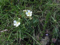 Potentilla montana