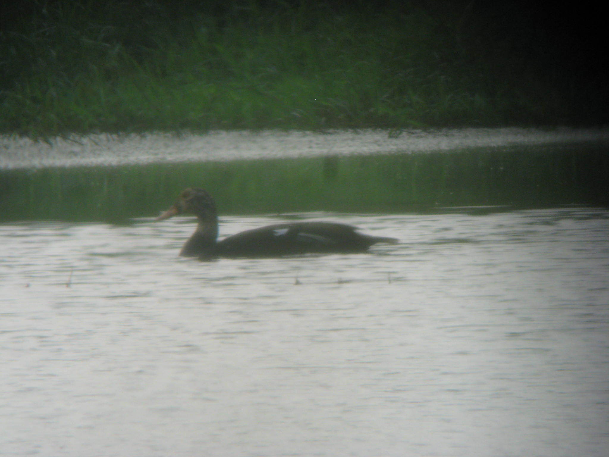 White-winged Duck (Asarcornis scutulata), photo 4