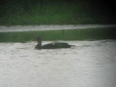 Asarcornis scutulata