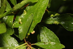 Eriophyes similis