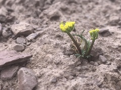 Lomatium sandbergii