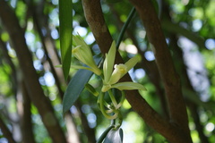 Vanilla planifolia