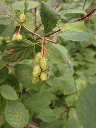 Alnus alnobetula ssp. fruticosa