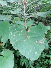 Onoseris onoseroides