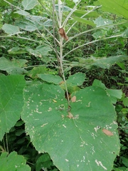 Onoseris onoseroides