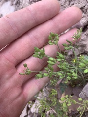 Lomatium sandbergii