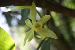 Vanilla planifolia
