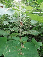 Onoseris onoseroides