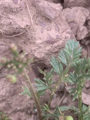 Lomatium sandbergii