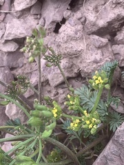 Lomatium sandbergii