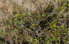 Cotoneaster microphyllus