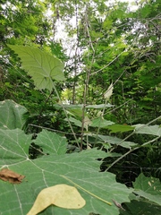 Onoseris onoseroides