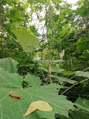 Onoseris onoseroides