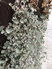 Dichondra argentea