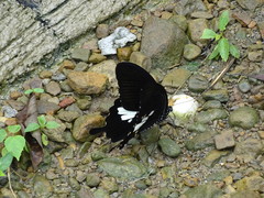 Papilio nephelus chaonulus