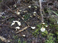 Cantharellus wellingtonensis image