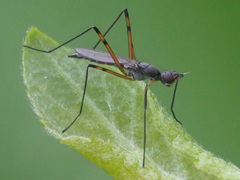 Micropeza corrigiolata