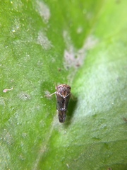 Idioscopus nitidulus