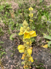 Verbascum