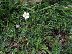 Potentilla montana