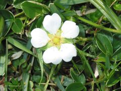 Potentilla montana
