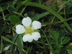 Potentilla montana