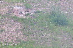 Marmota flaviventris