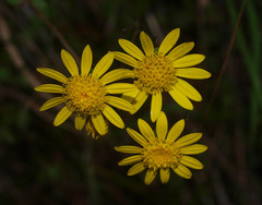 Senecio banksii