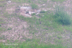 Marmota flaviventris