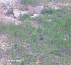 Marmota flaviventris