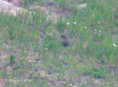 Marmota flaviventris