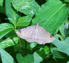 Mecodina subcostalis