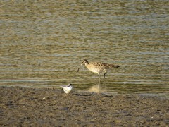 Numenius phaeopus phaeopus