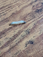 Scolecocampa liburna