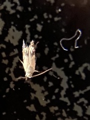 Battaristis nigratomella