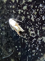 Battaristis nigratomella