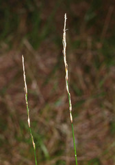 Carex subviridis