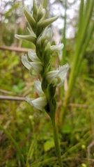 Spiranthes romanzoffiana