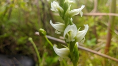 Spiranthes romanzoffiana