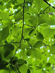 Carya glabra glabra