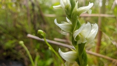 Spiranthes romanzoffiana