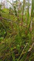 Spiranthes romanzoffiana