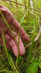 Spiranthes romanzoffiana