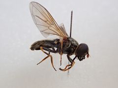 Cheilosia bergenstammi