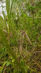 Spiranthes romanzoffiana