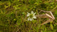 Spiranthes romanzoffiana