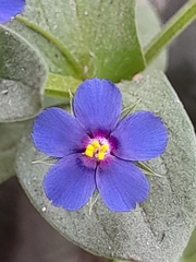 Lysimachia arvensis caerulea