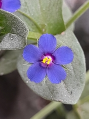 Lysimachia arvensis caerulea