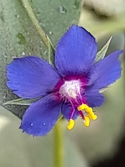 Lysimachia arvensis caerulea