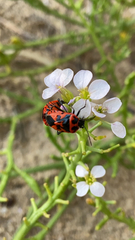 Eurydema spectabilis